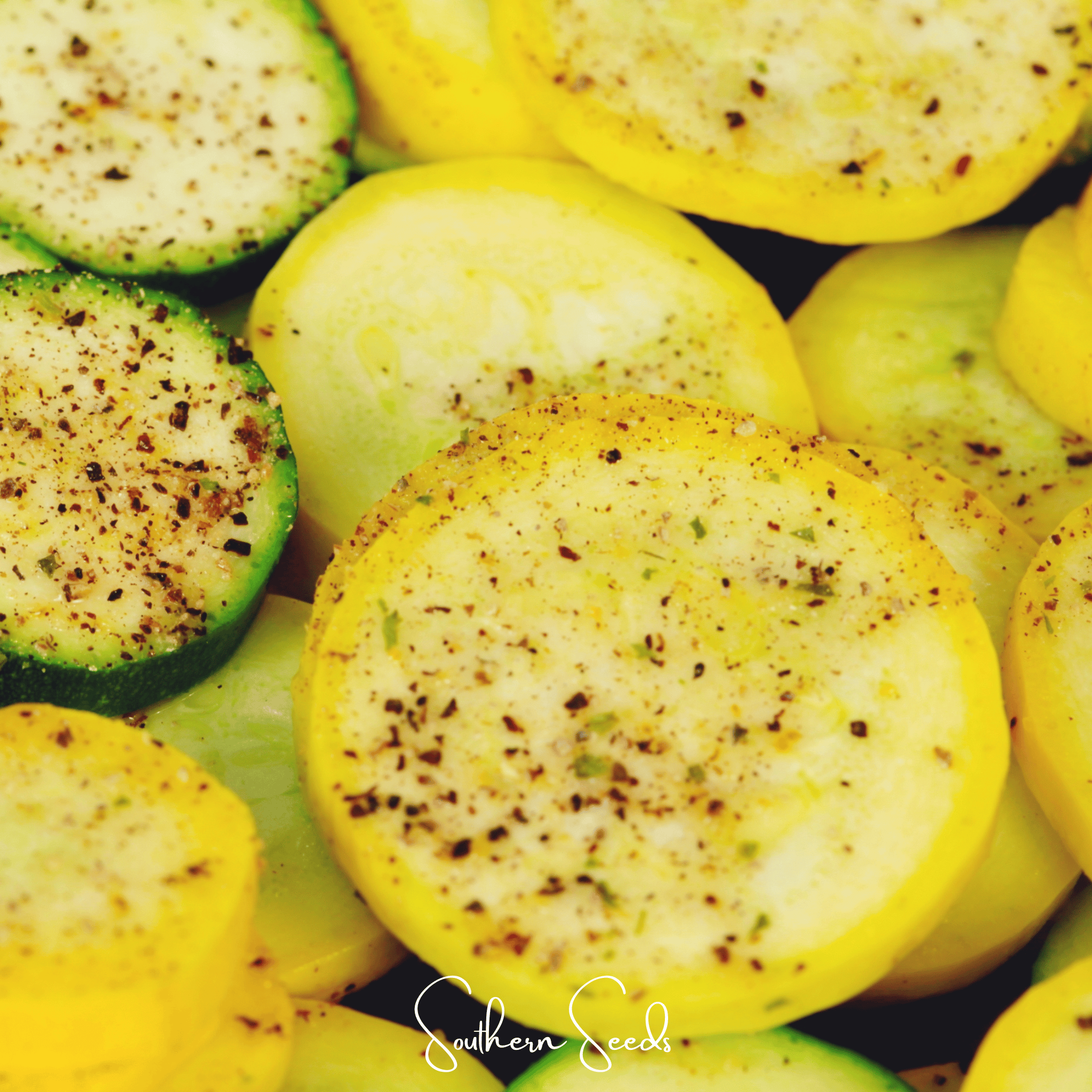 Early Prolific Straightneck Squash Seeds Heirloom Garden Vegetable Plant