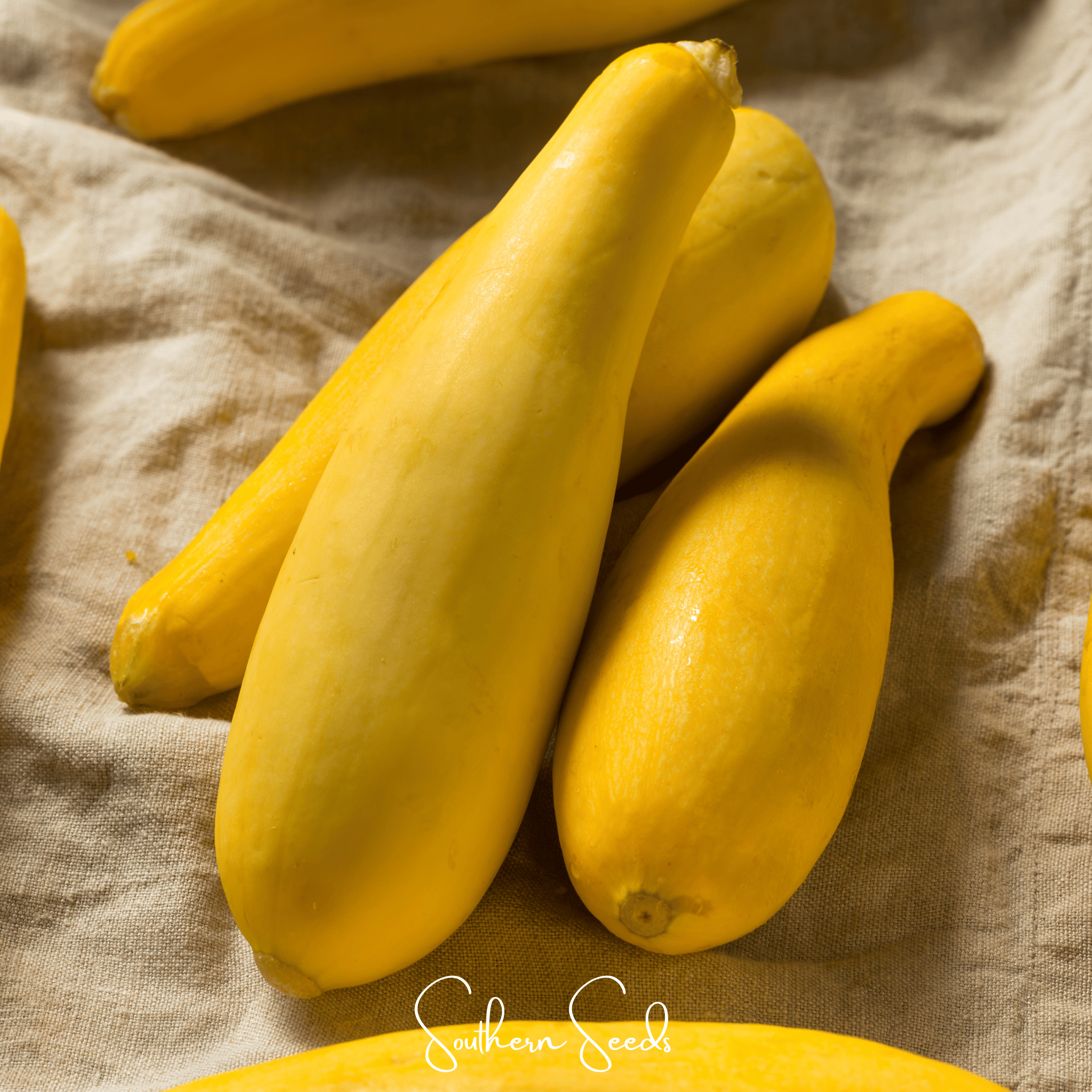 Early Prolific Straightneck Squash Seeds Heirloom Garden Vegetable Plant