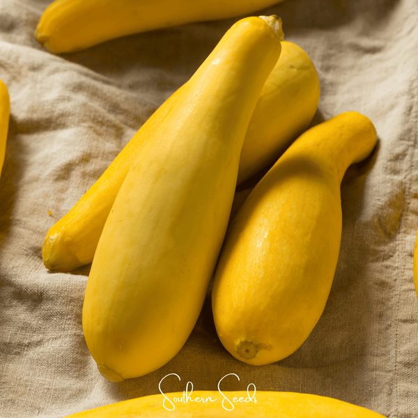 Early Prolific Straightneck Squash Seeds Heirloom Garden Vegetable Plant