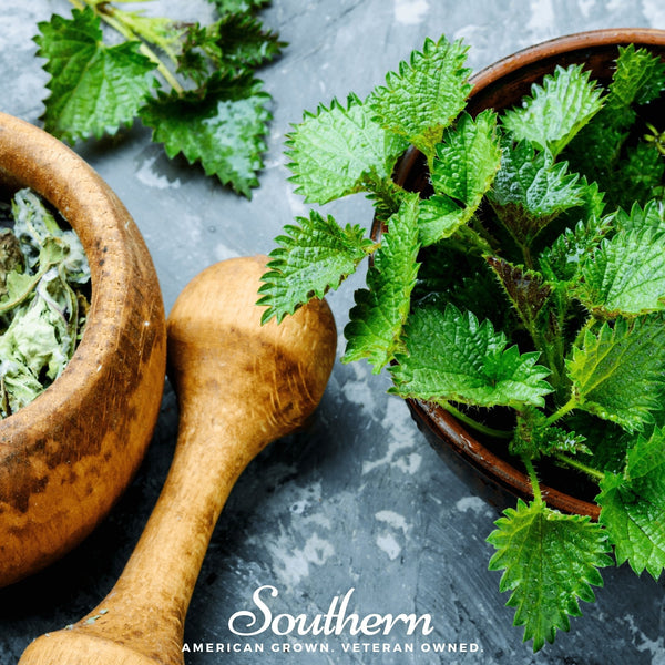 Stinging Nettle Seeds Medicinal Herb Garden Tea Nutrient Rich Plant