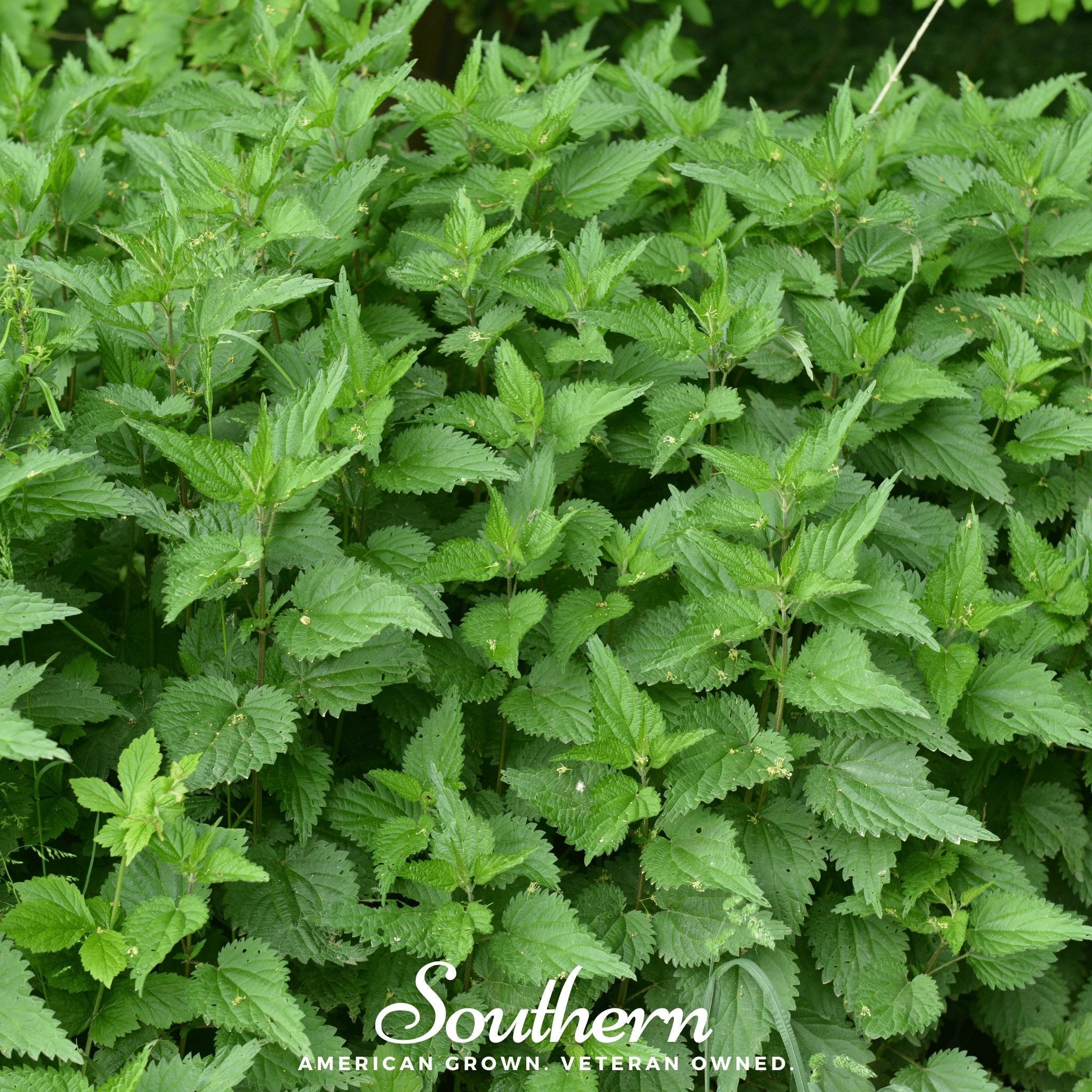Stinging Nettle Seeds Medicinal Herb Garden Tea Nutrient Rich Plant