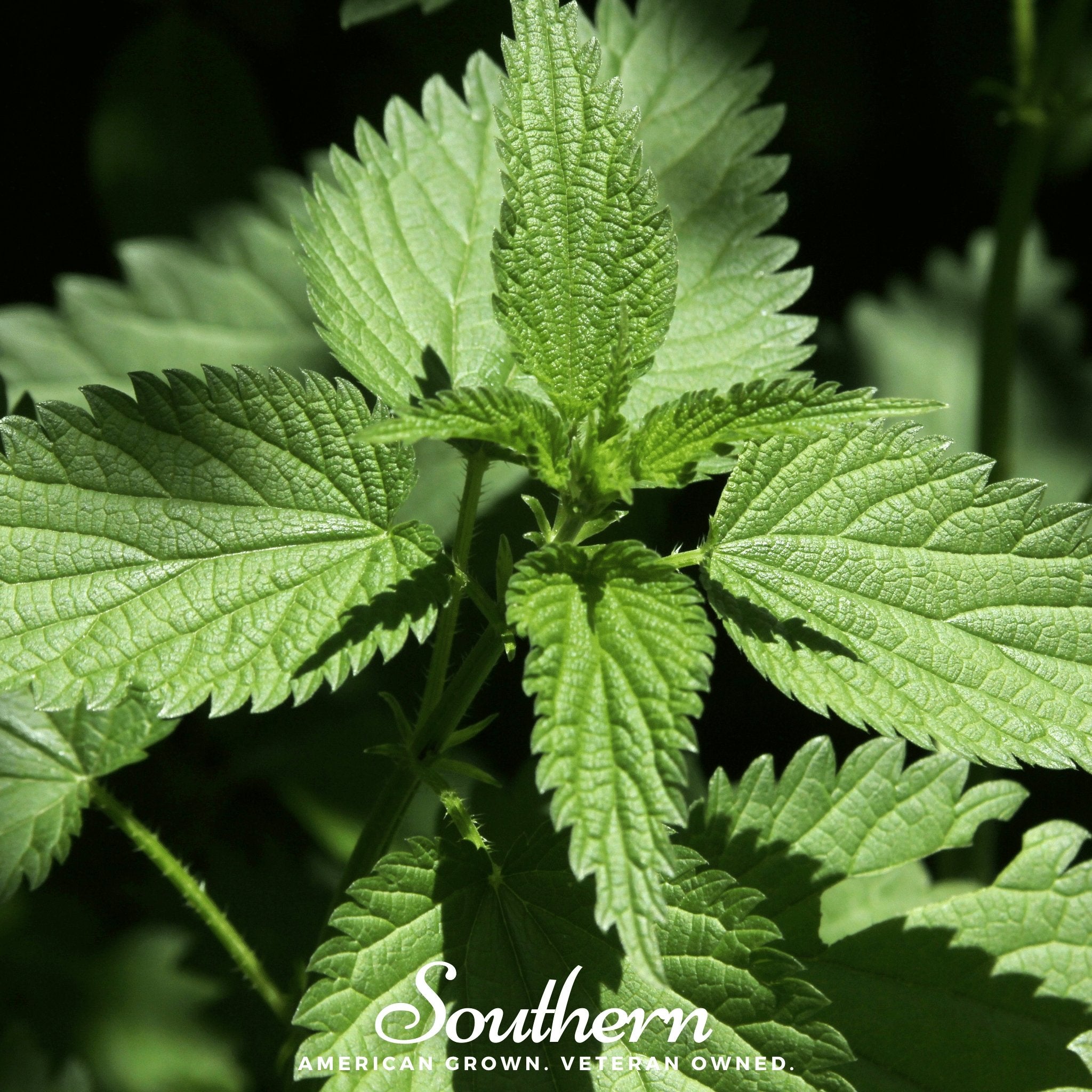 Stinging Nettle Seeds Medicinal Herb Garden Tea Nutrient Rich Plant